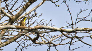 Yellow-throated Cuckoo