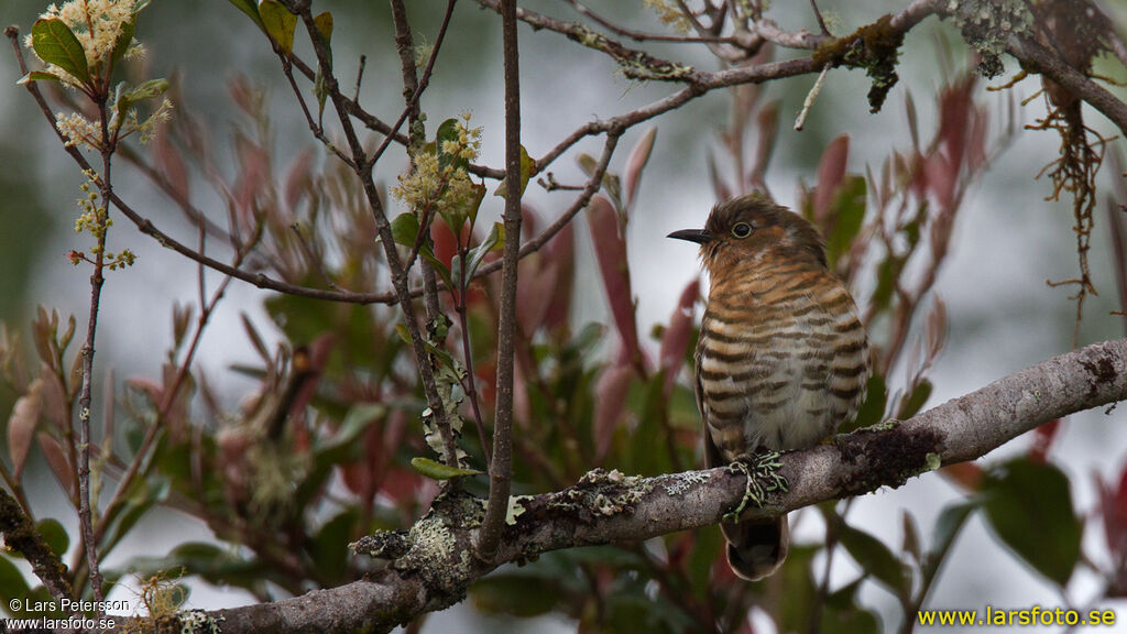 Rufous-throated Bronze Cuckoo