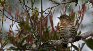 Rufous-throated Bronze Cuckoo