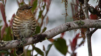 Rufous-throated Bronze Cuckoo