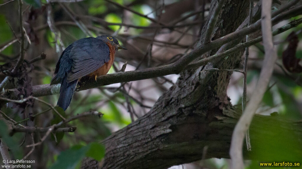 Chestnut-breasted Cuckoo