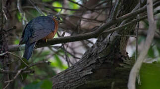 Chestnut-breasted Cuckoo