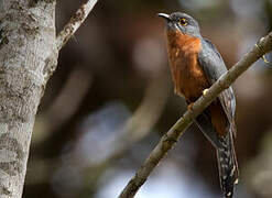 Chestnut-breasted Cuckoo