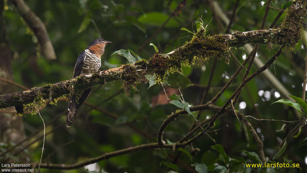 Coucou criardadulte, identification