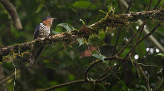 Black Cuckoo