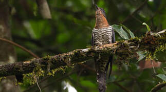 Black Cuckoo