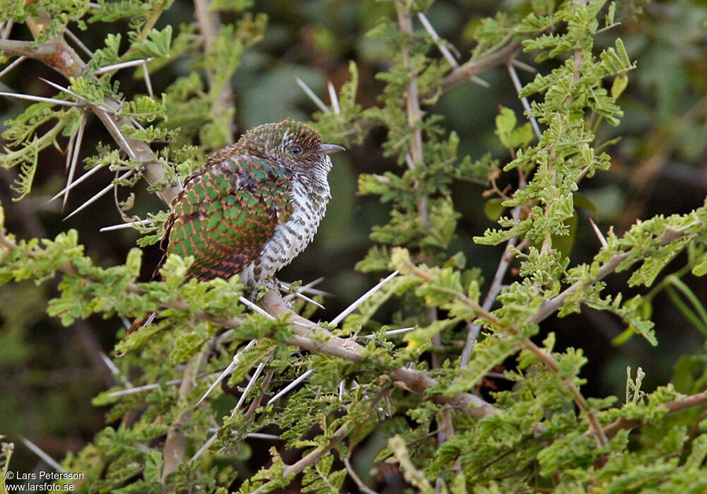 Klaas's Cuckoo