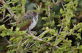 Klaas's Cuckoo