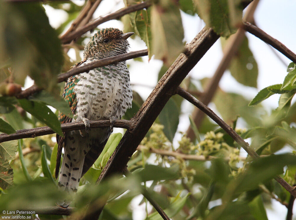 Klaas's Cuckoo