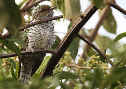 Klaas's Cuckoo