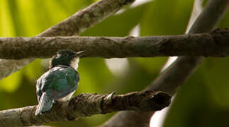 Klaas's Cuckoo