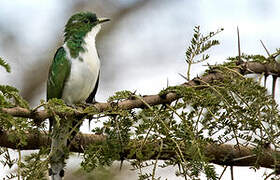 Klaas's Cuckoo