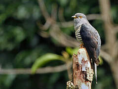 Sunda Cuckoo