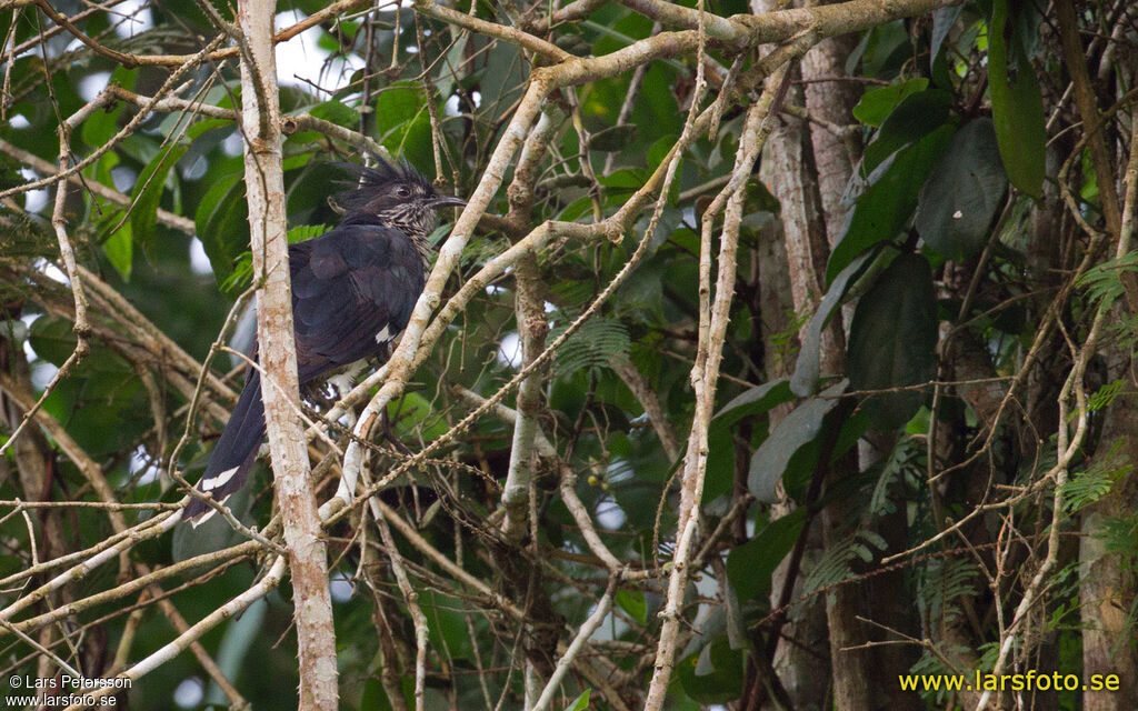 Levaillant's Cuckoo