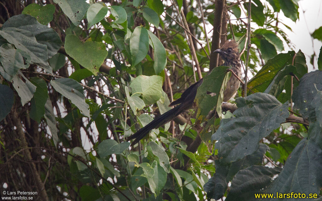 Levaillant's Cuckoo