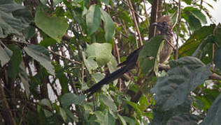 Levaillant's Cuckoo