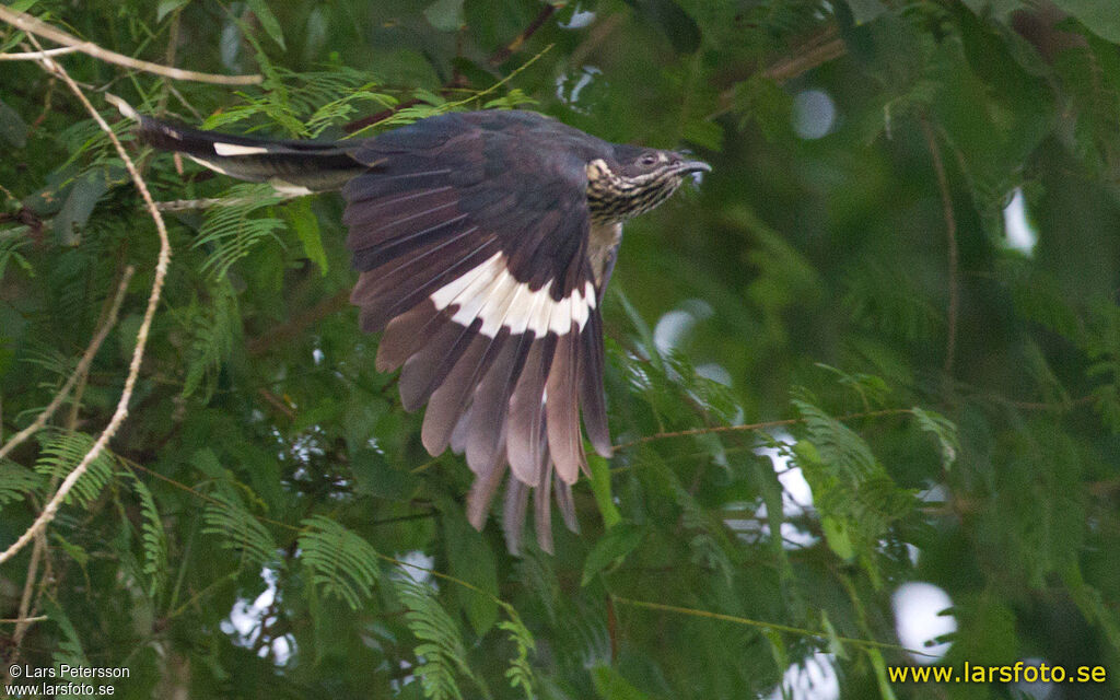 Levaillant's Cuckoo