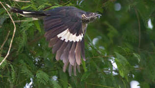 Levaillant's Cuckoo