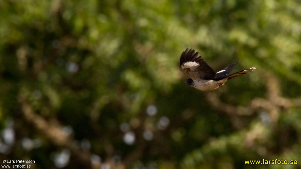 Levaillant's Cuckoo