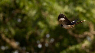 Levaillant's Cuckoo