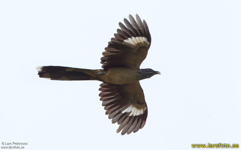 Levaillant's Cuckoo