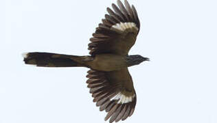 Levaillant's Cuckoo