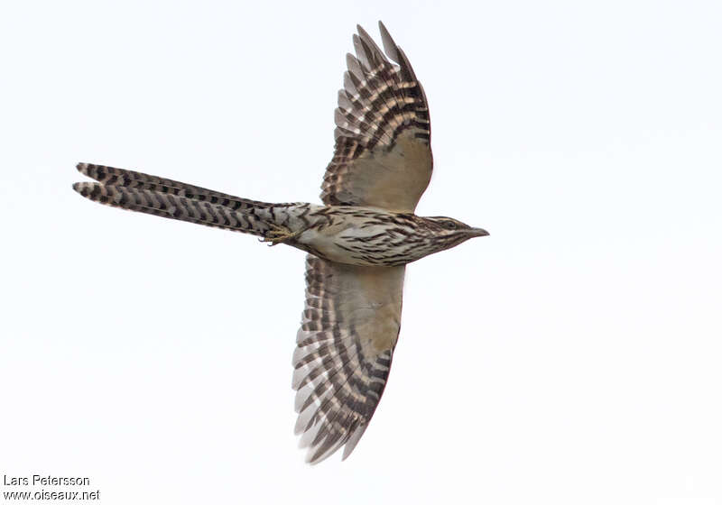 Pacific Long-tailed Cuckooadult, Flight