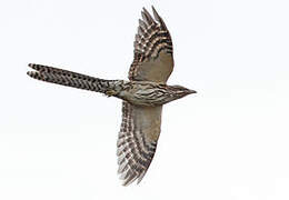 Pacific Long-tailed Cuckoo