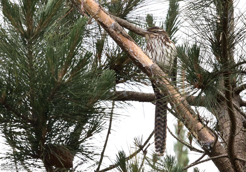 Pacific Long-tailed Cuckooadult