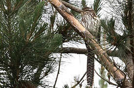 Pacific Long-tailed Cuckoo