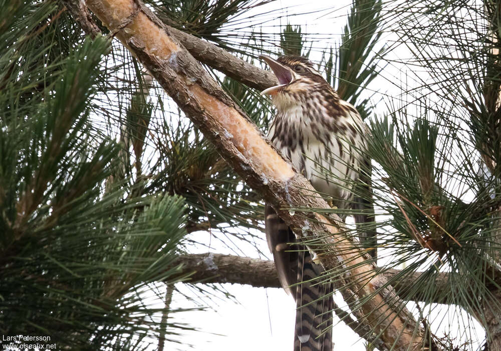 Pacific Long-tailed Cuckooadult, song