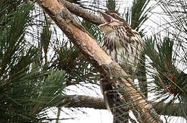 Pacific Long-tailed Cuckoo