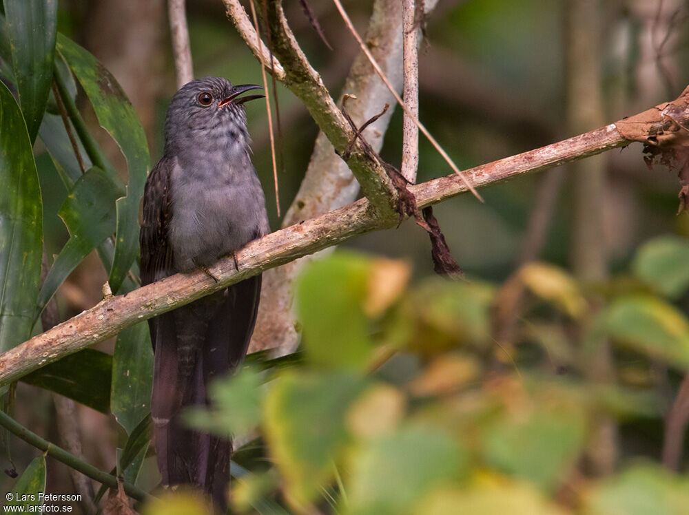 Brush Cuckoo