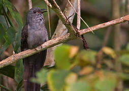 Brush Cuckoo