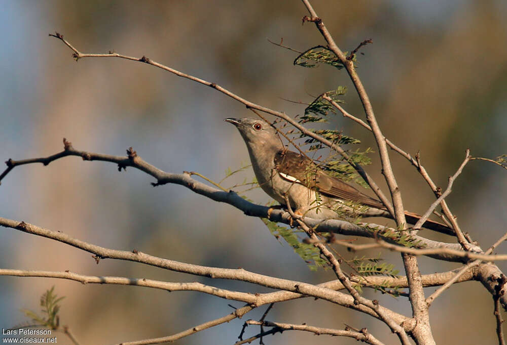 Brush Cuckooadult, Behaviour