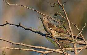 Brush Cuckoo