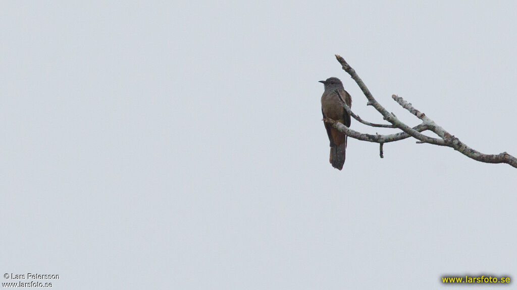 Brush Cuckoo