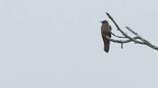 Brush Cuckoo