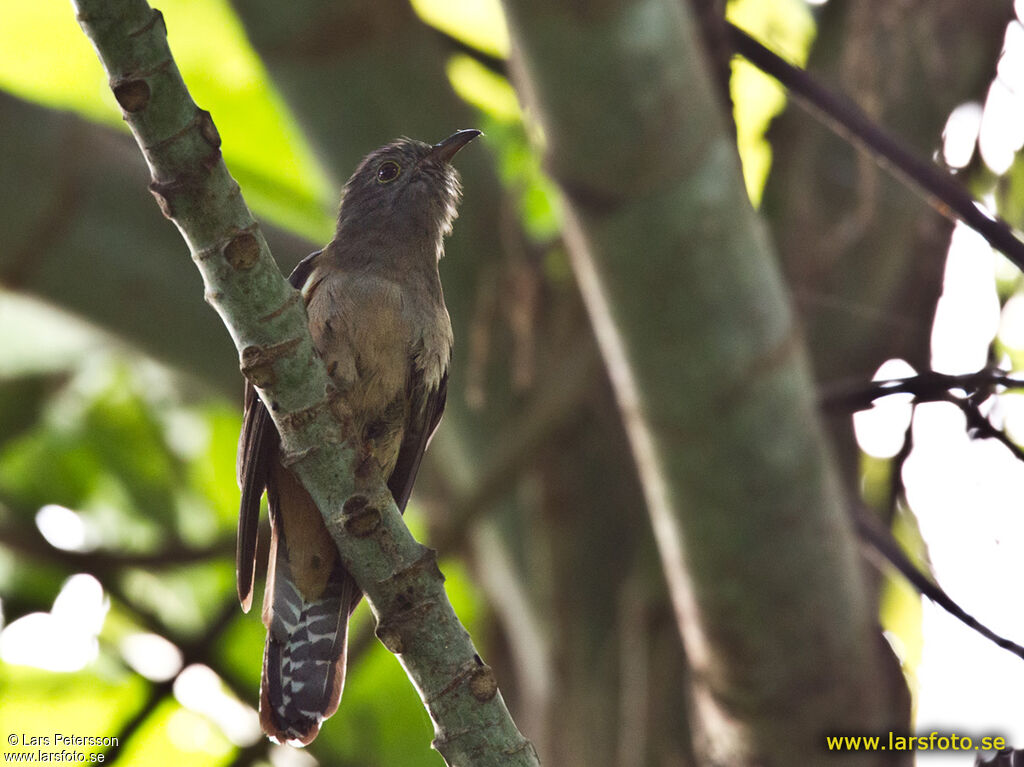 Brush Cuckoo