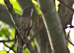 Brush Cuckoo