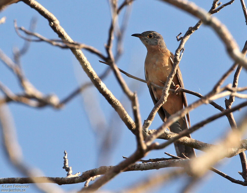 Brush Cuckoo