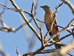 Brush Cuckoo