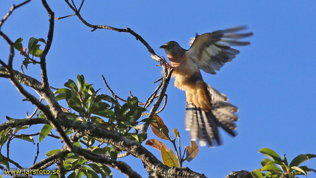 Brush Cuckoo