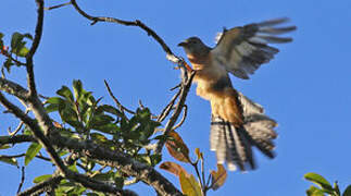 Brush Cuckoo