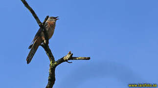 Brush Cuckoo