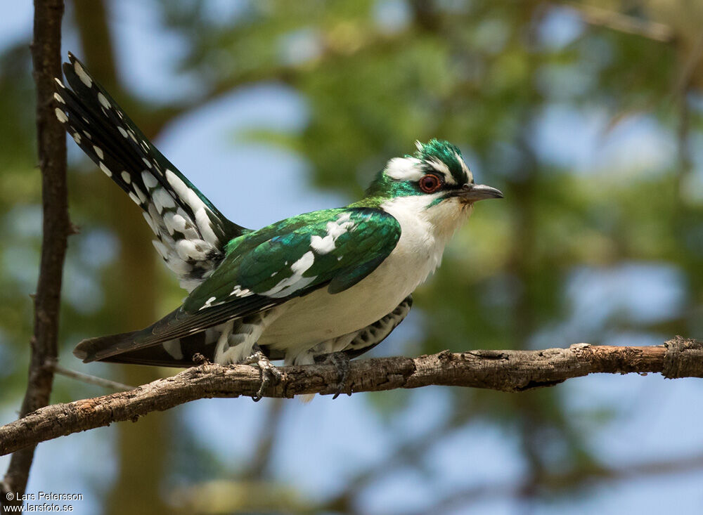 Diederik Cuckoo