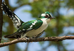 Diederik Cuckoo