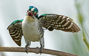 Diederik Cuckoo