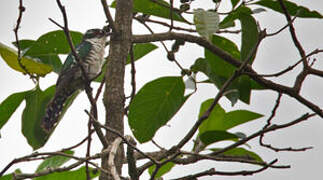 Diederik Cuckoo