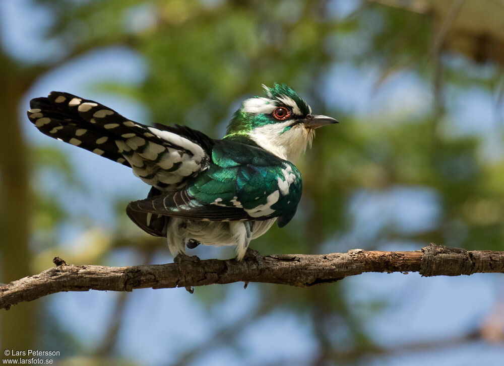 Diederik Cuckoo